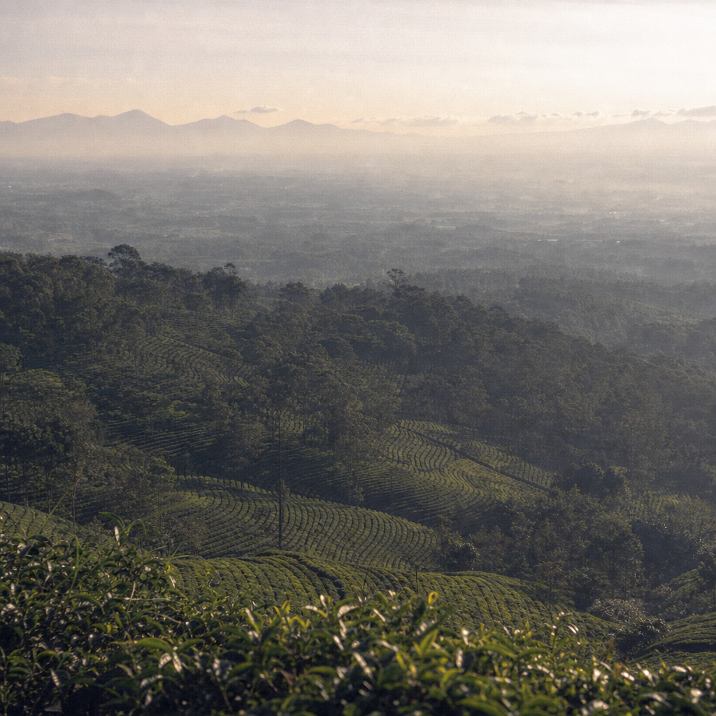 Bandung landscape — botanical origins of Verandah Tonic