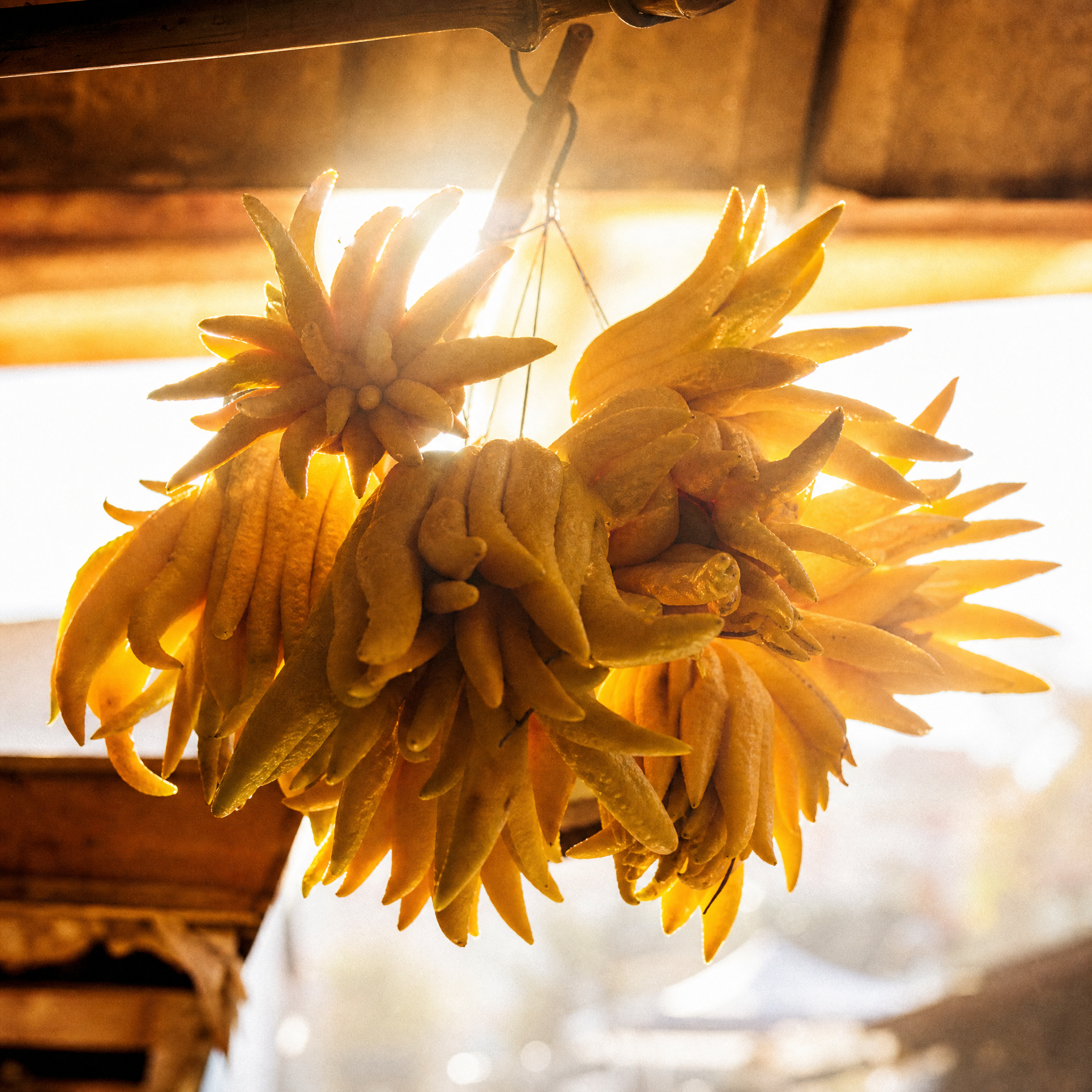 Buddha's hand citrus — exotic botanical in Verandah Tonic